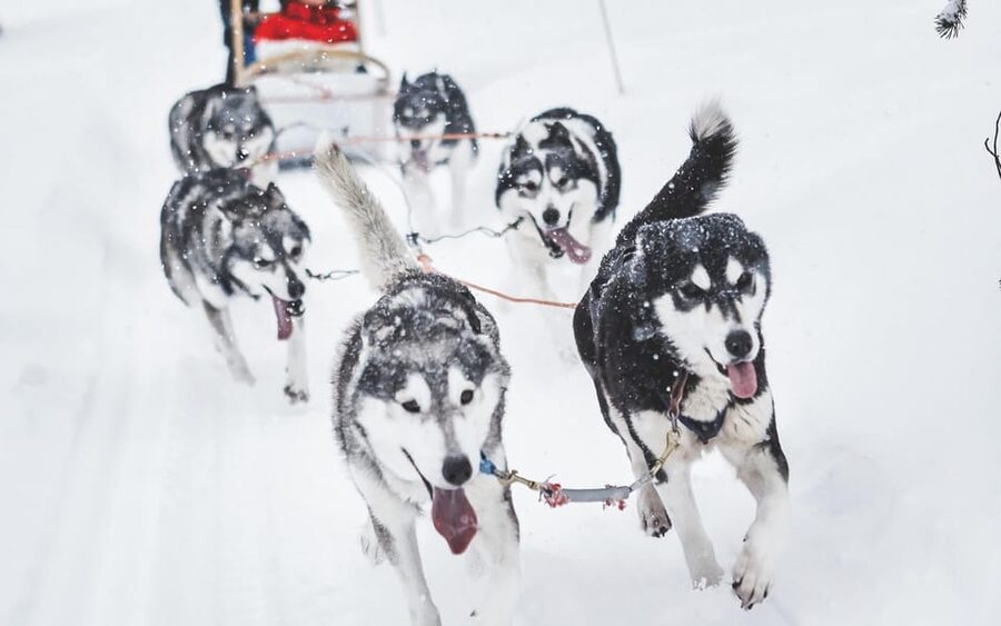 Rovaniemi: Husky and Reindeer farm with sleigh ride - Key highlights you’ll actually feel