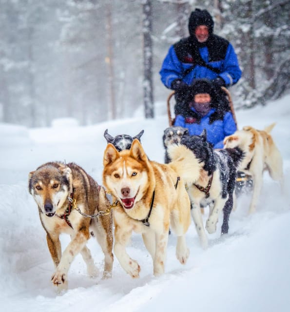 Rovaniemi: Husky and Reindeer farm with sleigh ride - Why this husky and reindeer combo makes sense in Rovaniemi