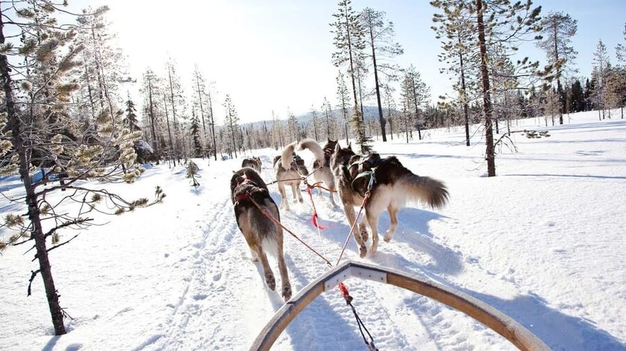 Rovaniemi: Husky and Reindeer farm with sleigh ride - Warm drink break and Sámi learning that actually fits the day
