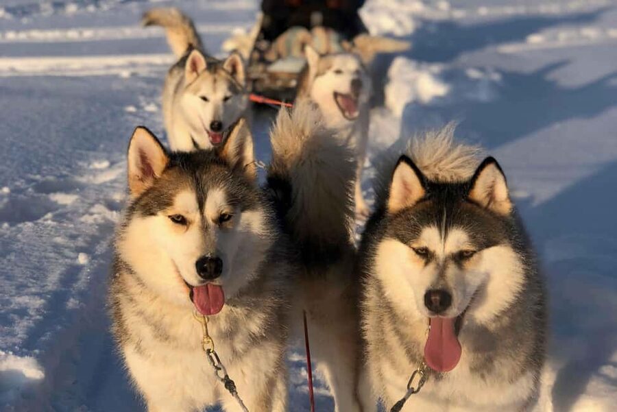 Rovaniemi: Husky Experience and Sled Ride with Pro Photos - Key takeaways before you go
