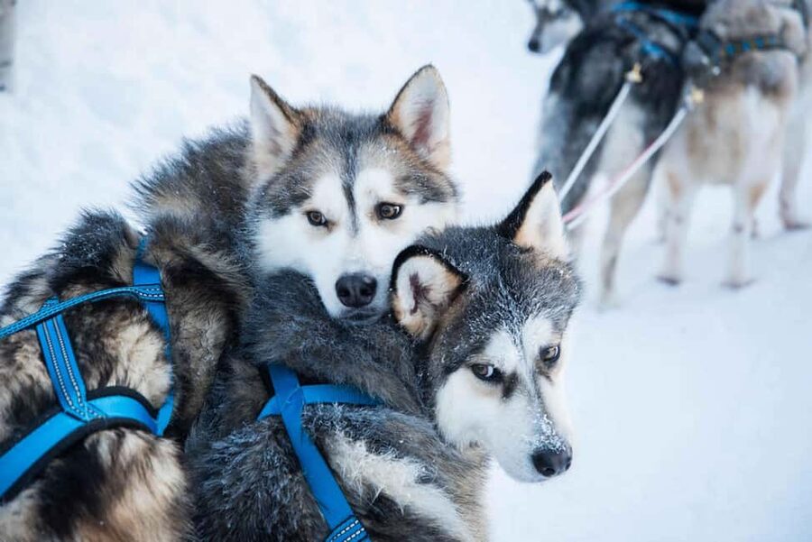 Rovaniemi: Husky Experience and Sled Ride with Pro Photos - Why This Husky Ride in Rovaniemi Feels Different