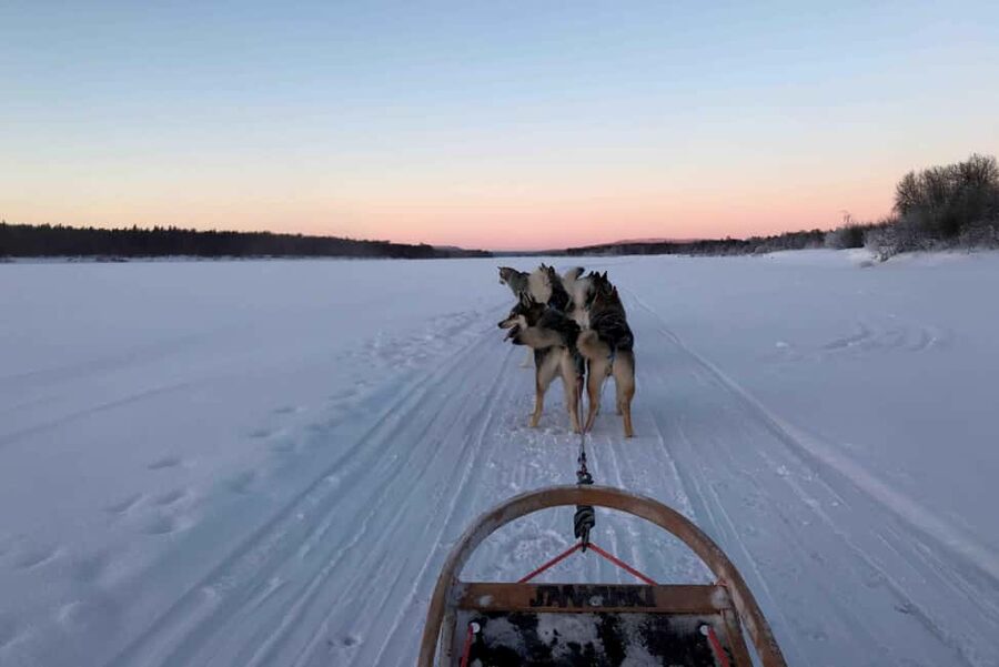 Rovaniemi: Husky Experience and Sled Ride with Pro Photos - The Husky Camp: Where the Real Visit Begins