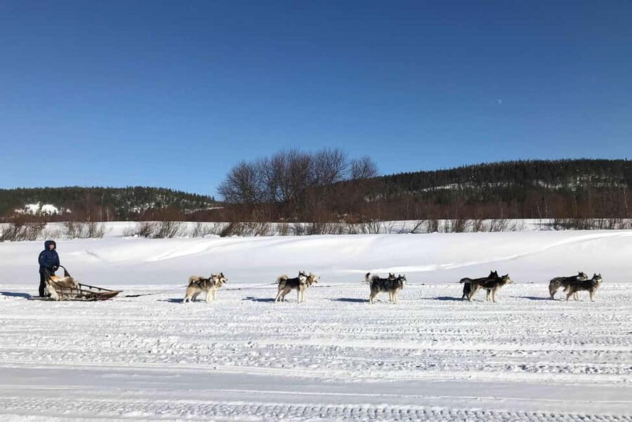 Rovaniemi: Husky Experience and Sled Ride with Pro Photos - Your 3 km Sled Ride: What You Control, What You Don’t
