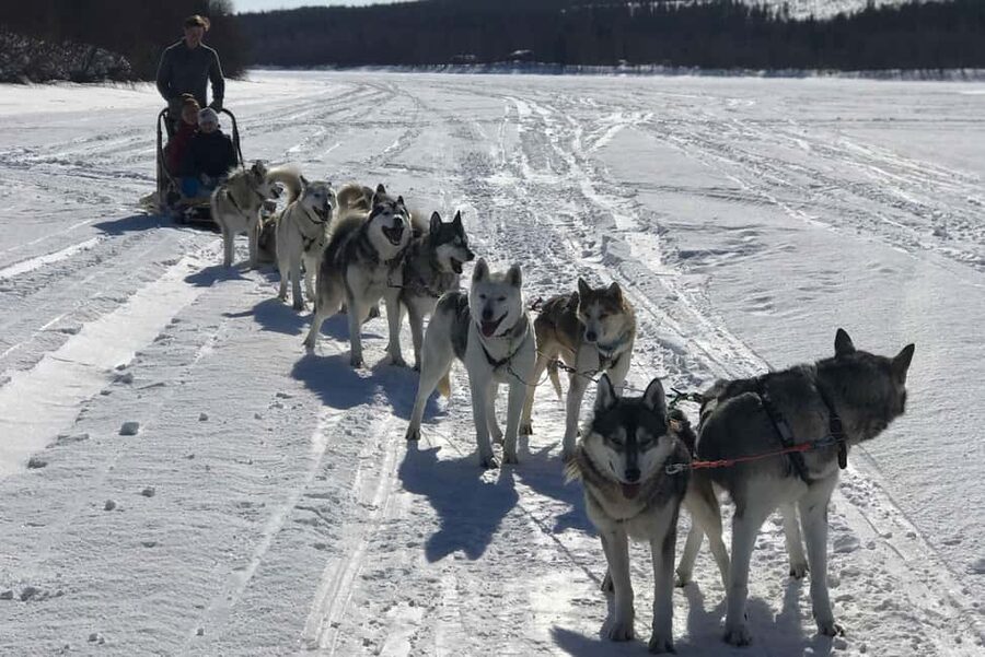 Rovaniemi: Husky Experience and Sled Ride with Pro Photos - Who Should Book This Husky Experience, and Who Might Skip