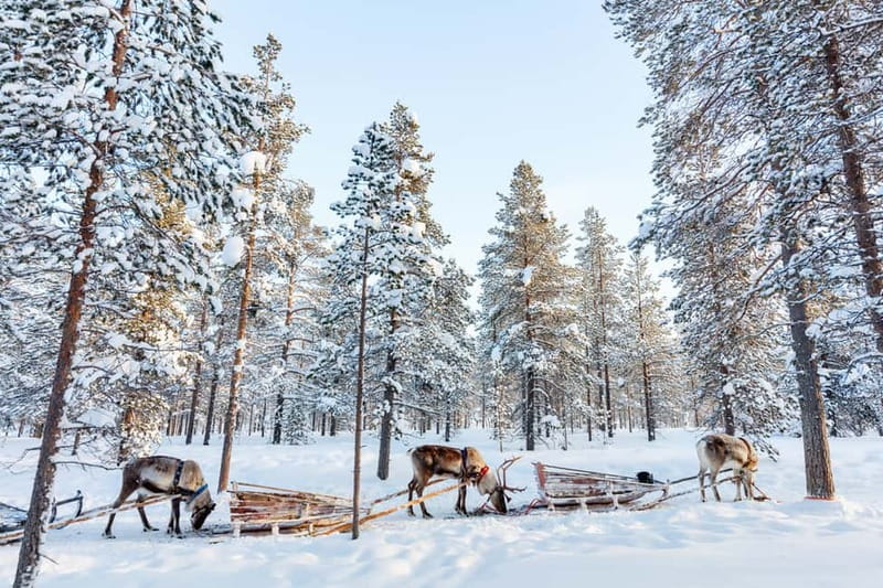 Rovaniemi: Husky Farm and Reindeer Experience - Should you book the Rovaniemi Husky Farm and Reindeer Experience?
