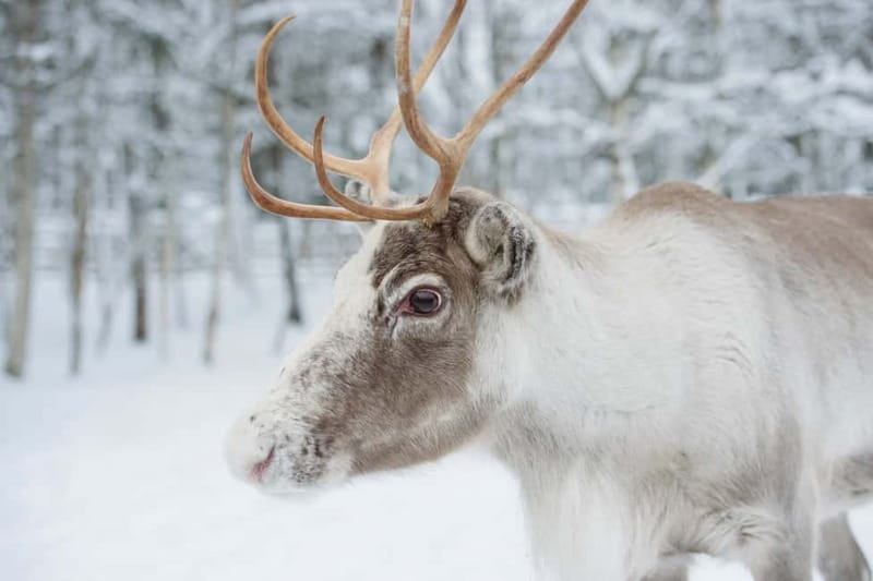 Rovaniemi: Husky Farm and Reindeer Experience - Santa Claus Village time: fun, busy, and easy to misjudge