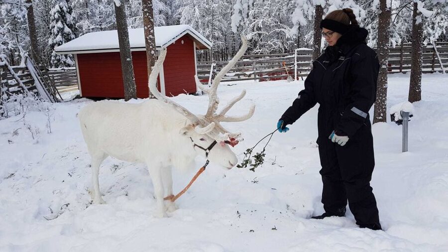 Rovaniemi: Husky Farm and Reindeer Experience - Price and value: what $192 gets you in four hours