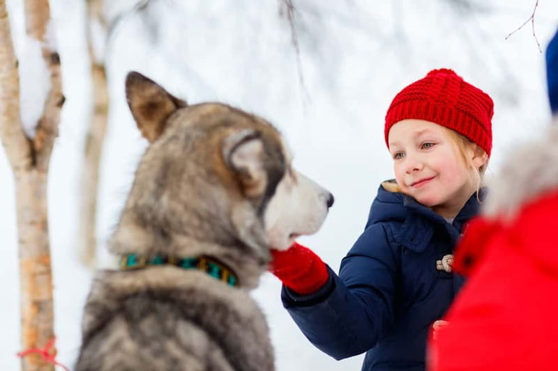 Rovaniemi: Husky Farm and Reindeer Experience - Who should book this husky and reindeer combo