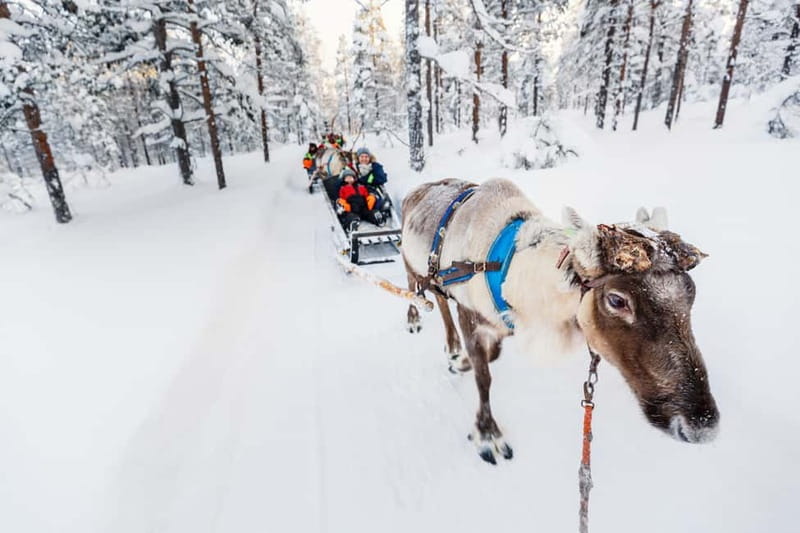 Rovaniemi: Husky Farm and Reindeer Experience - Reindeer Manor: herding lessons, your sled, and the 500m ride that matters