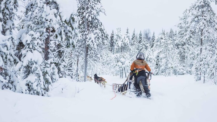 Rovaniemi: Husky Farm Visit with a Sledge Ride - Why a Rovaniemi husky farm day feels so special