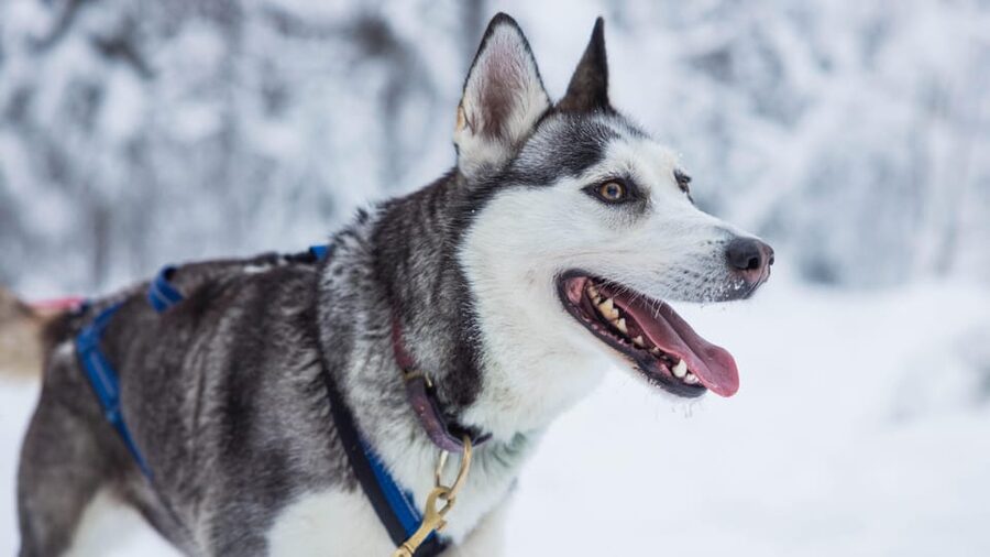 Rovaniemi: Husky Farm Visit with a Sledge Ride - Getting there: Santa Claus Village or the city office pick-up