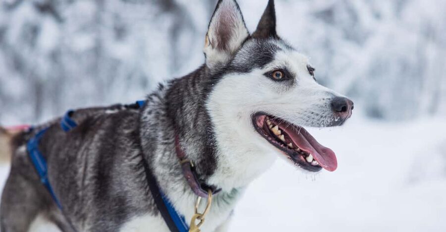 Rovaniemi: Husky Farm Visit with a Sledge Ride - Winter gear is included, and it changes everything