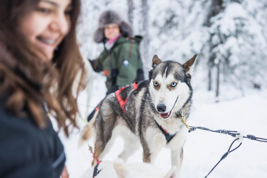 Rovaniemi: Husky Farm Visit with a Sledge Ride - The 2-hour experience, what it is like in real time
