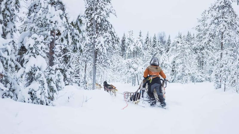 Rovaniemi: Husky & Reindeer Experience with Snowmobile Ride - Key Points You Should Know Before You Go