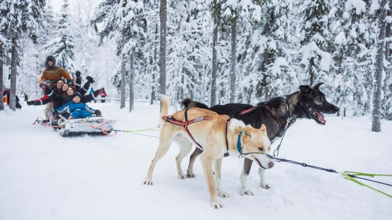 Rovaniemi: Husky & Reindeer Experience with Snowmobile Ride - Logistics That Actually Affect Your Comfort