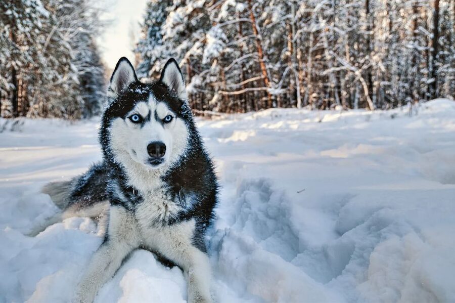 Rovaniemi: Husky Safari on a Snowy Trail - Key points before you go