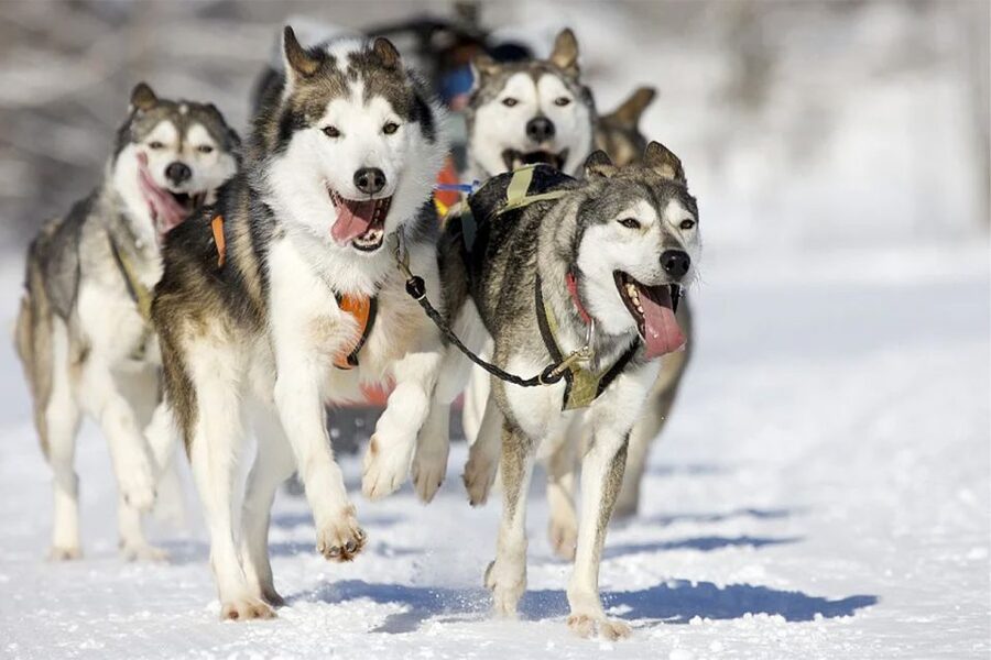 Rovaniemi: Husky Safari on a Snowy Trail - Husky farm first, not just a quick cuddle-and-go