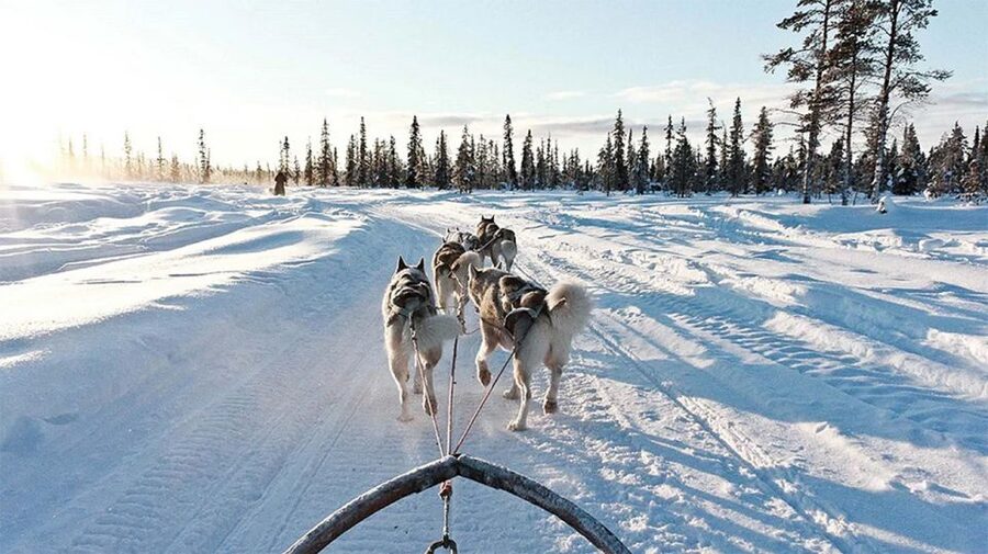 Rovaniemi: Husky Safari on a Snowy Trail - Price and time: is $269 worth it?