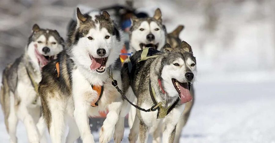 Rovaniemi: Husky Safari on a Snowy Trail - Pickup to the farm: what that part feels like