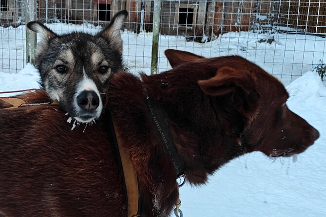 Rovaniemi Husky Safari - Self Drive Adventure 6-10km + BBQ - Dog cuddles, plus actual handling tips you can use later