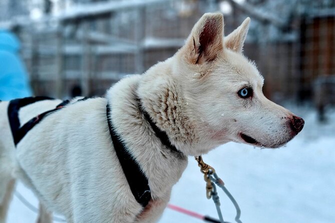 Rovaniemi Husky Safari - Self Drive Adventure 6-10km + BBQ - Warm kota BBQ: firelight comfort after the cold ride