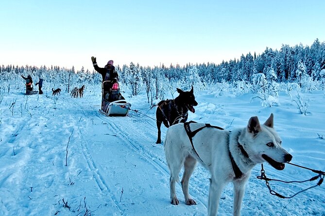 Rovaniemi Husky Safari - Self Drive Adventure 6-10km + BBQ - Who should book this Rovaniemi husky tour, and who should think twice