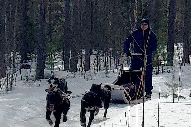 Rovaniemi Husky Safari - Self Drive Adventure 6-10km + BBQ - At the husky farm: instructions, sled control, and what self-driving really means