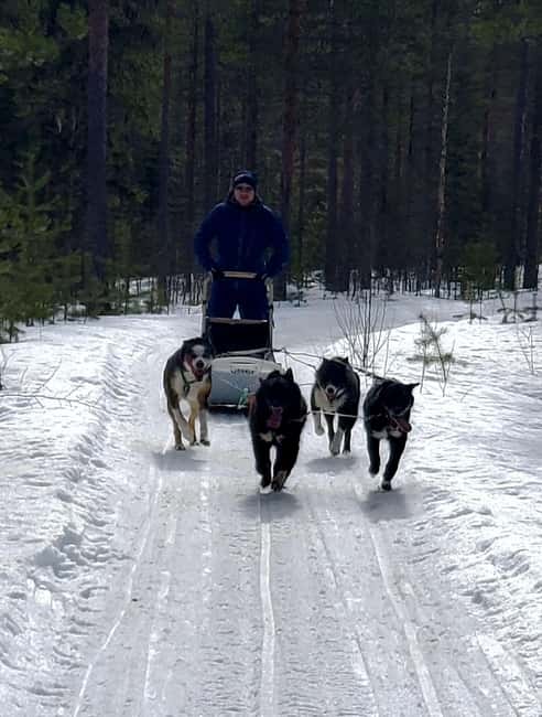 Rovaniemi: Husky Safari with Transfers & BBQ - Key things to know before you book