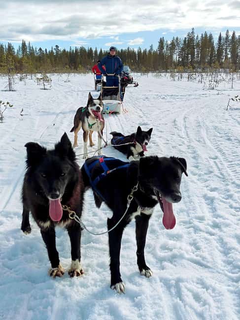 Rovaniemi: Husky Safari with Transfers & BBQ - Husky handling, safety, and why the instructions feel important