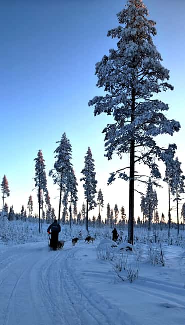 Rovaniemi: Husky Safari with Transfers & BBQ - Meeting the huskies and getting your cuddle time right