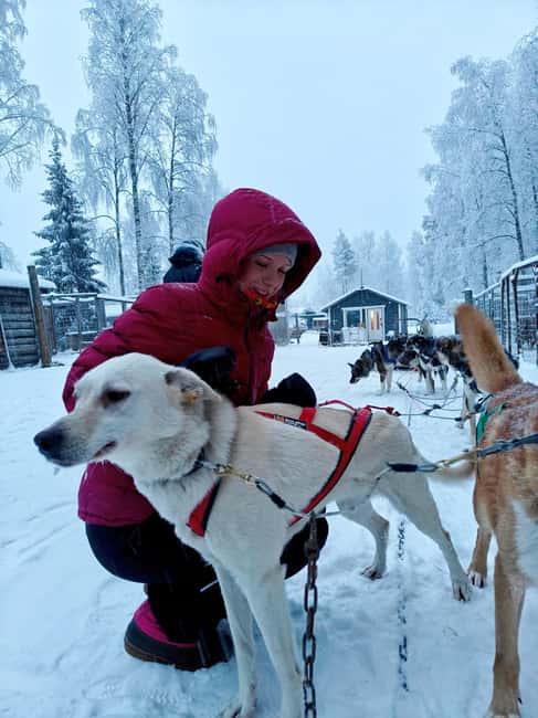 Rovaniemi: Husky Safari with Transfers & BBQ - Group size and timing for a smooth half-day day