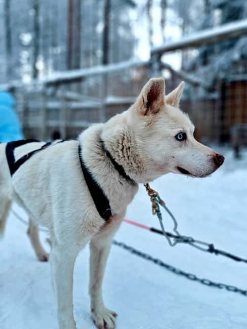 Rovaniemi: Husky Safari with Transfers & BBQ - Price, value, and what you are really paying for