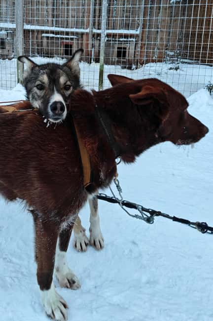 Rovaniemi: Husky Safari with Transfers & BBQ - Who this husky safari suits best (and who should skip it)
