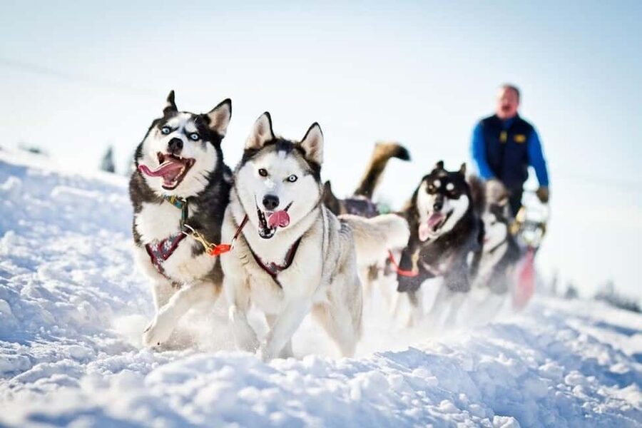 Rovaniemi: Husky Sled Ride 2km and Kennel Visit with Pickup - Key Things I’d Mark on Your Planner