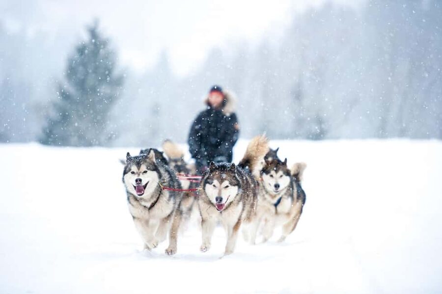 Rovaniemi: Husky Sled Ride 2km and Kennel Visit with Pickup - The 2 km Sled Ride Through Snowy Forest Trails