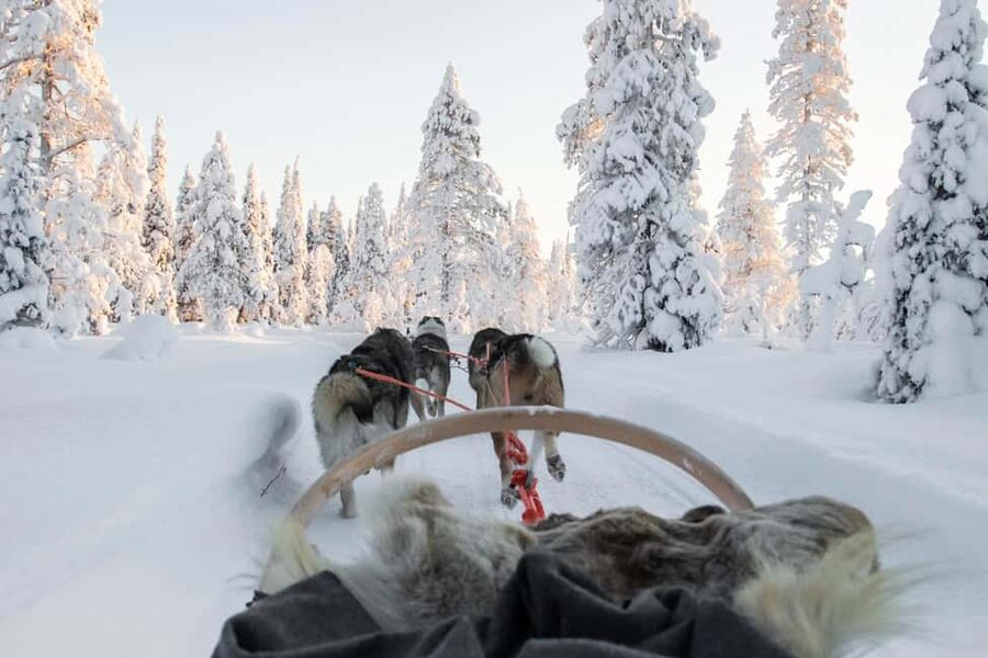 Rovaniemi: Husky Sled Ride and Farm Visit - Entering The Winter Day: Pickup and Getting to the Farm