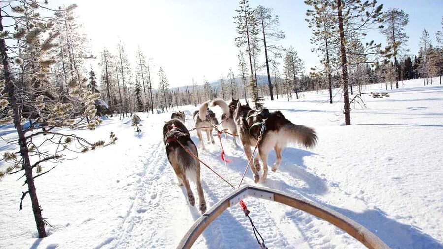 Rovaniemi: Husky Sled Ride and Farm Visit - The Husky Sled Ride: 500 to 800 Meters of Winter Speed