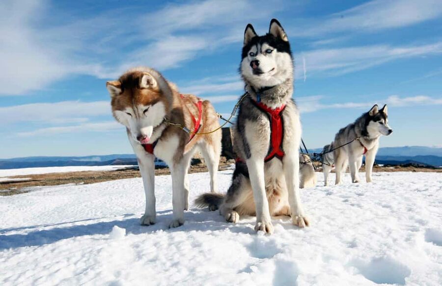 Rovaniemi: Husky Sled Ride and Farm Visit - Pictures, Cuddles, and Learning About Huskies Up Close