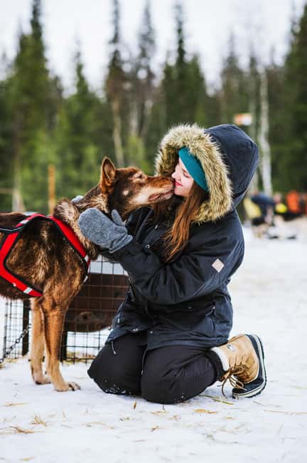 Rovaniemi: Husky Sled Ride and Farm Visit - Warming Up in the Heated Hut: Hot Drink and Cookies