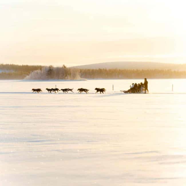 Rovaniemi: Insider 10 km Husky Sled Ride - Key highlights you will care about