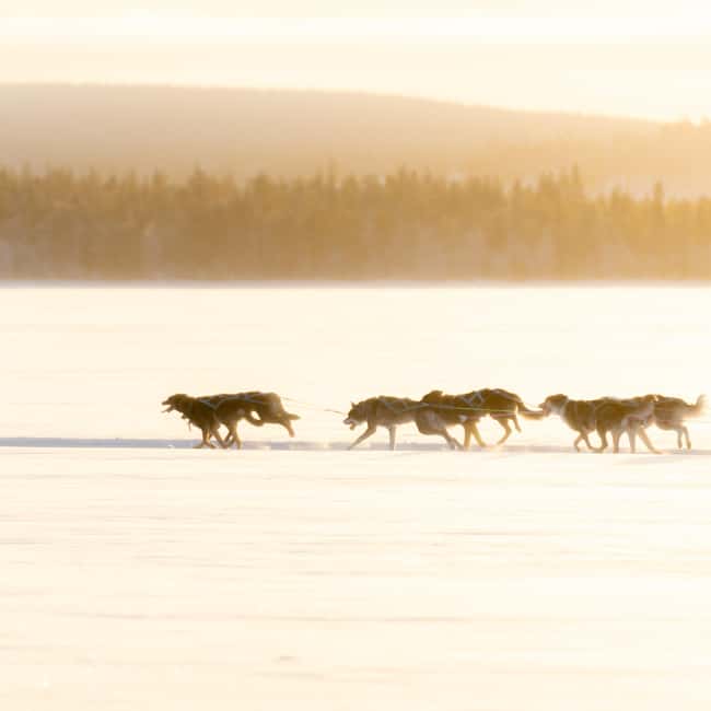 Rovaniemi: Insider 10 km Husky Sled Ride - From Pickup Van to Husky Farm: A Warm Start That Matters