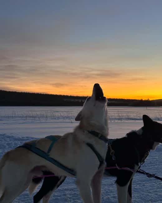 Rovaniemi: Insider 10 km Husky Sled Ride - Meet the Huskies: Care, Training, and Real Personality