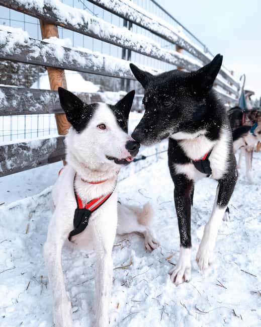 Rovaniemi: Insider 10 km Husky Sled Ride - Price and Value: Is $269 Fair for This Rovaniemi Experience?
