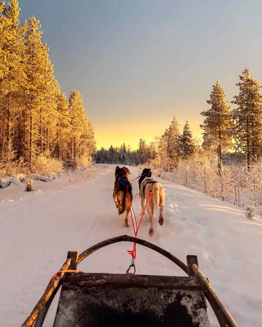 Rovaniemi: Insider 10 km Husky Sled Ride - Who This Husky Ride Is Best For, and Who Should Skip It