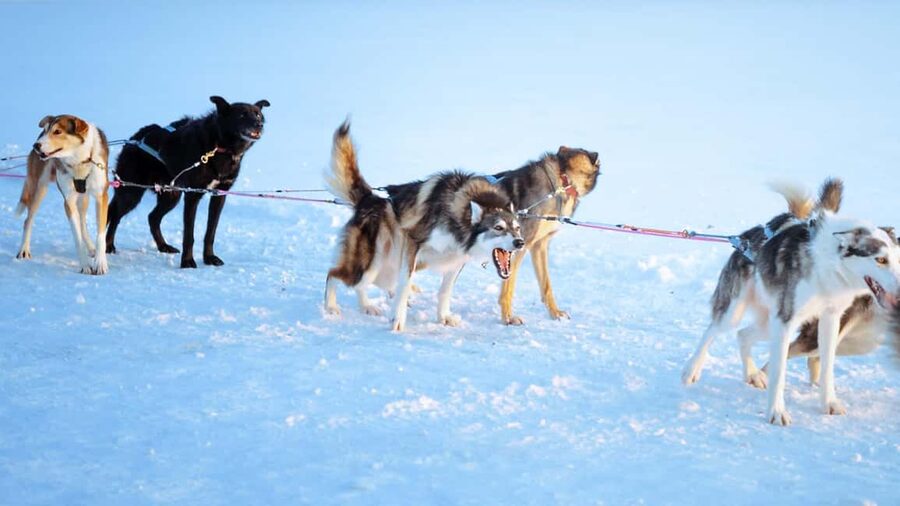 Rovaniemi: Insider 5km Husky Self Drive Tour - Key takeaways before you go