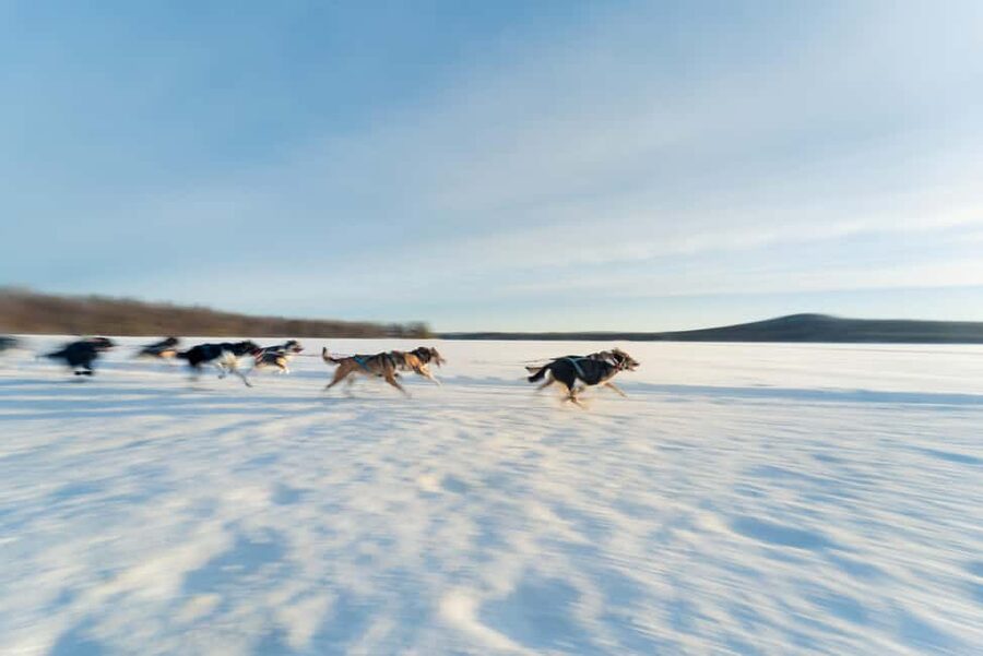 Rovaniemi: Insider 5km Husky Self Drive Tour - Safety briefing and the pace of a well-run husky day