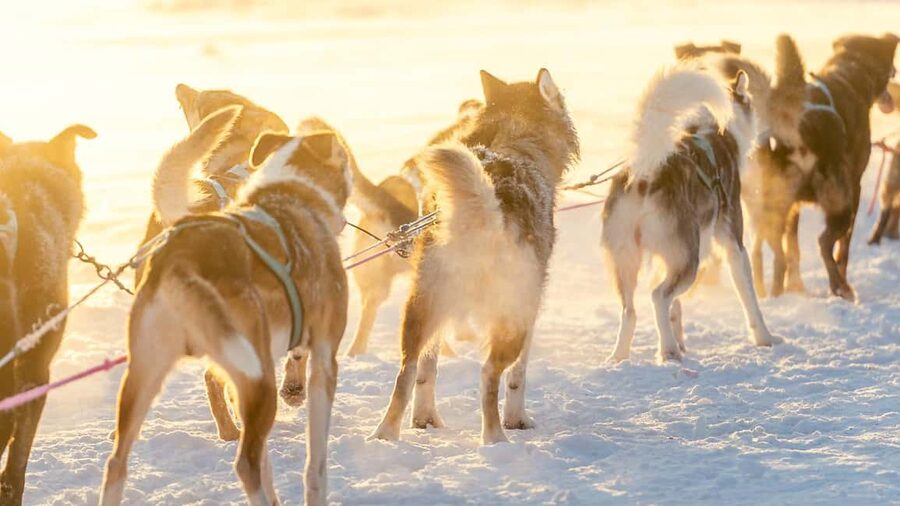 Rovaniemi: Insider 5km Husky Self Drive Tour - Your self-drive sled ride: how the 5 km experience feels