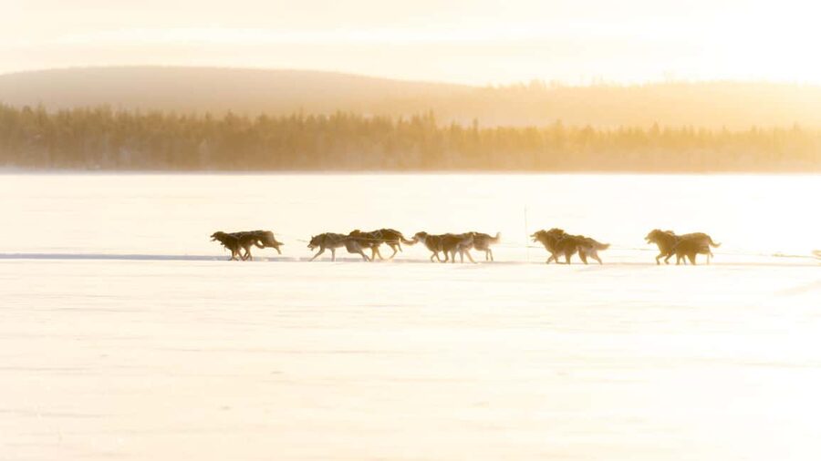 Rovaniemi: Insider 5km Husky Self Drive Tour - What the timing really looks like (and how it fits your day)