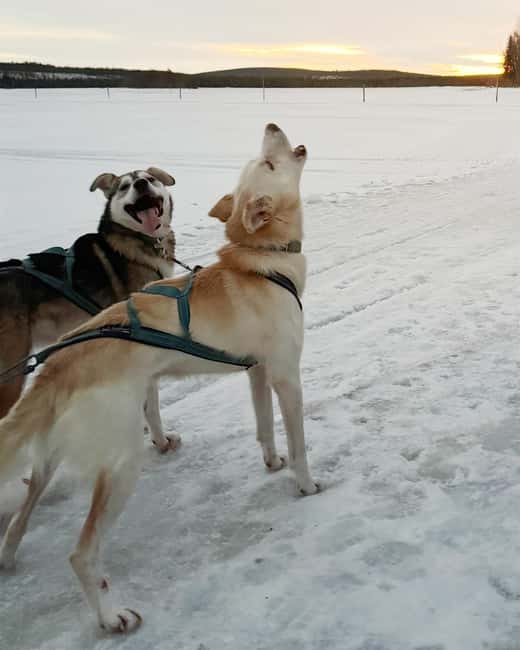 Rovaniemi: Insider 5km Husky Self Drive Tour - Rovaniemi pickup, transport, and why it matters in winter