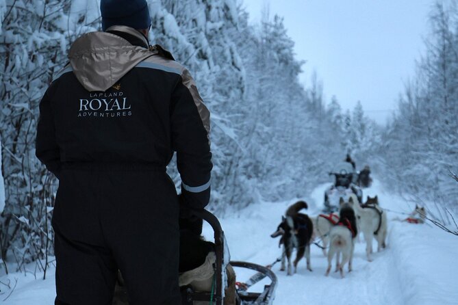 Rovaniemi Lapland Husky Experience 5km - Key things you will notice on this husky safari